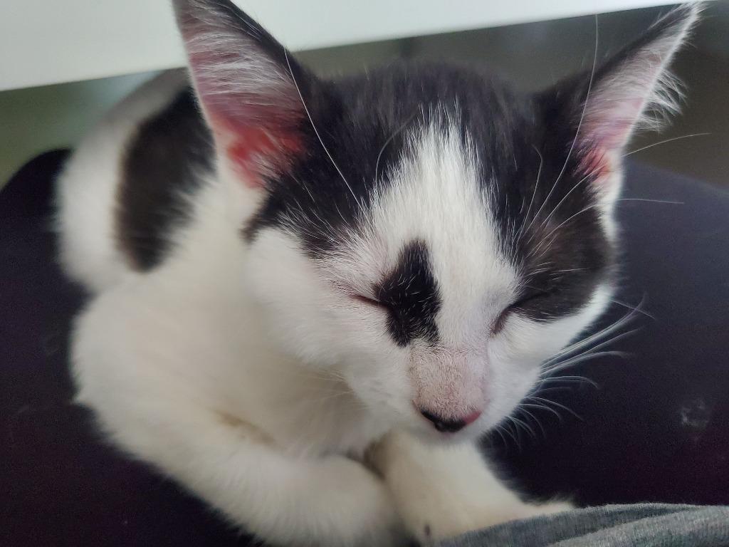 Meri, Adoptable, Kitten Female Domestic Short Hair.