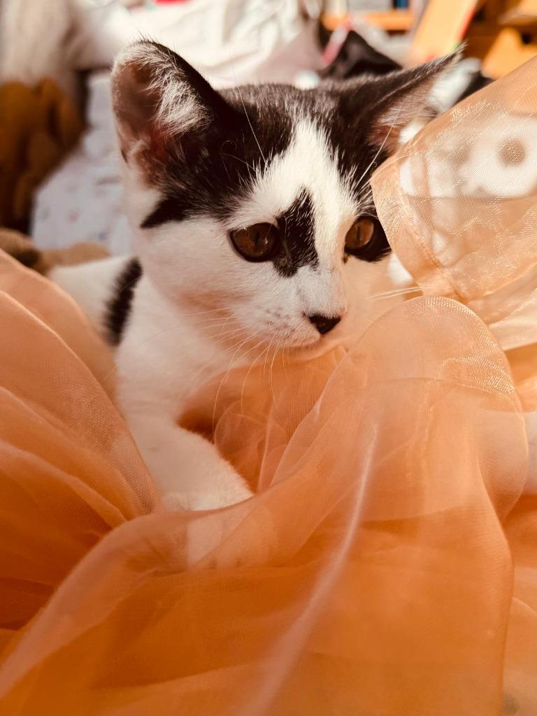 Enlarge Meri, a Adoptable mixed breed in HUNTINGTON BEACH, CA image 2/3