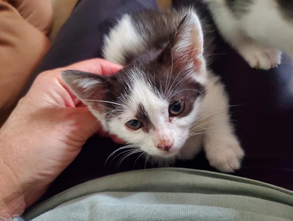 Enlarge Meri, a Adoptable mixed breed in HUNTINGTON BEACH, CA image 3/3