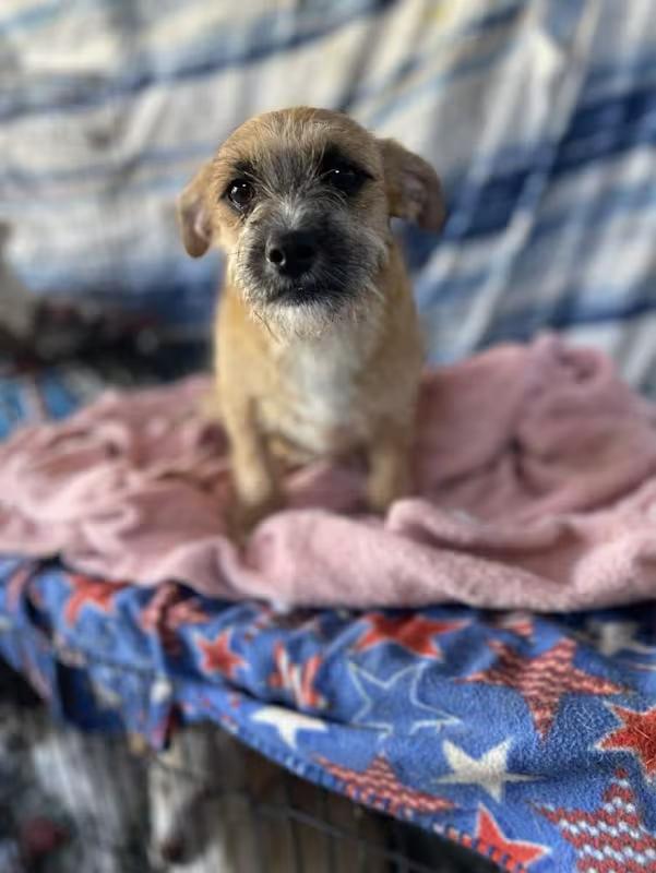 DEXTER 1 year 10 lbs, a ADOPTABLE mixed breed in san diego, CA image 2/2