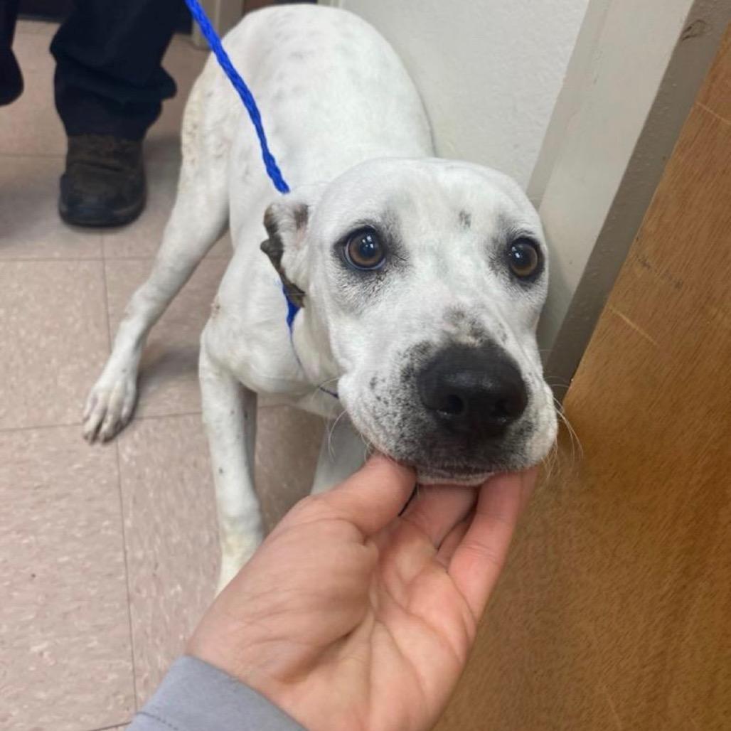 Lil' Bo Peep, Adoptable, Young Female American Bulldog & Mixed Breed.