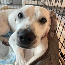 Enlarge Lil' Bo Peep, a Adoptable mixed breed in West Palm Beach, FL image 2/4