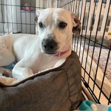 Enlarge Lil' Bo Peep, a Adoptable mixed breed in West Palm Beach, FL image 3/4