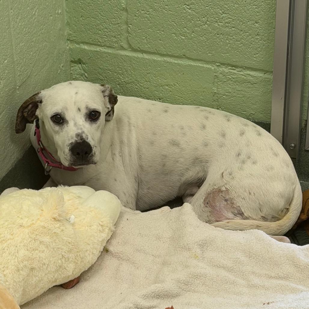 Enlarge Lil' Bo Peep, a Adoptable mixed breed in West Palm Beach, FL image 4/4