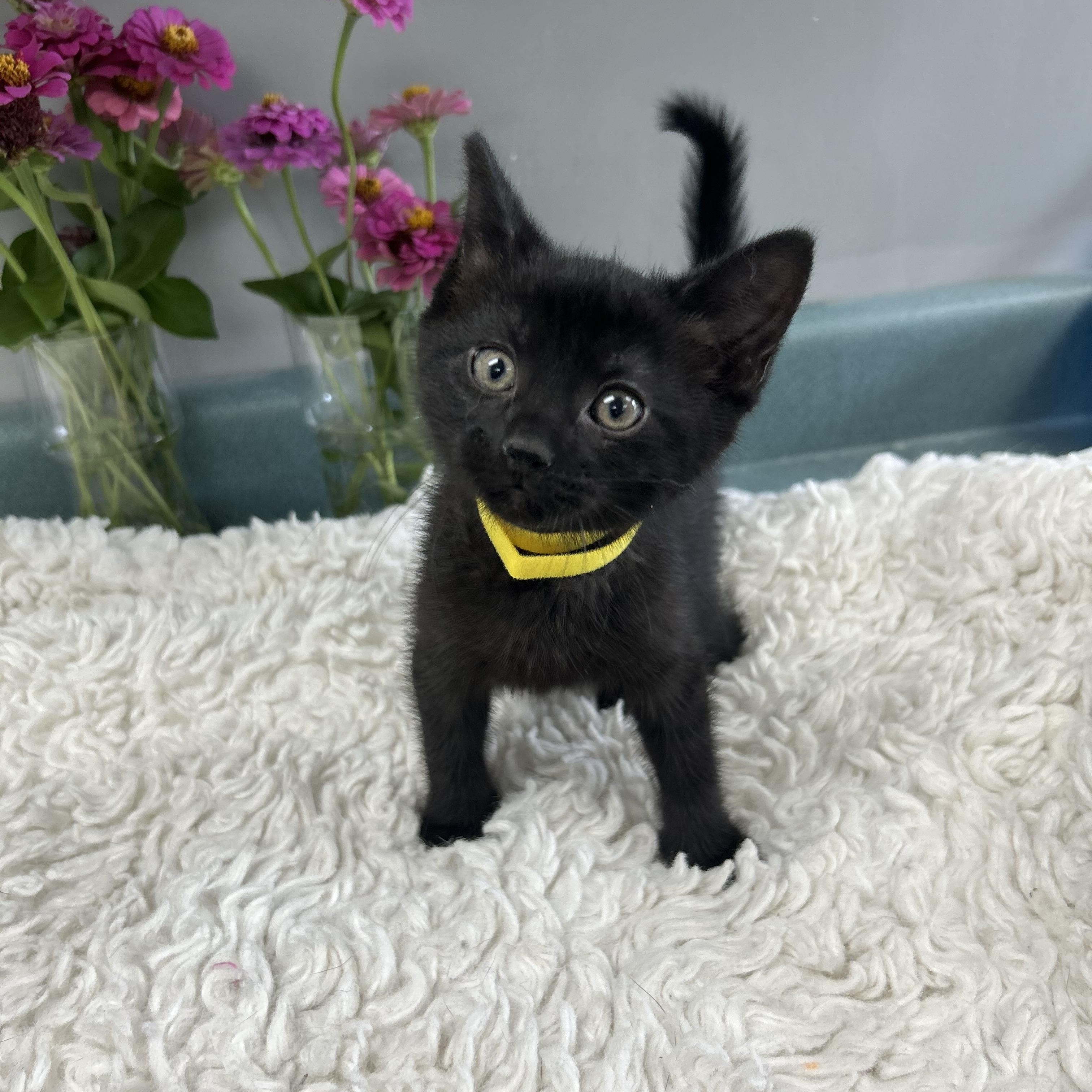 Buttons, a ADOPTABLE Domestic Short Hair in Bardstown, KY image 2/2