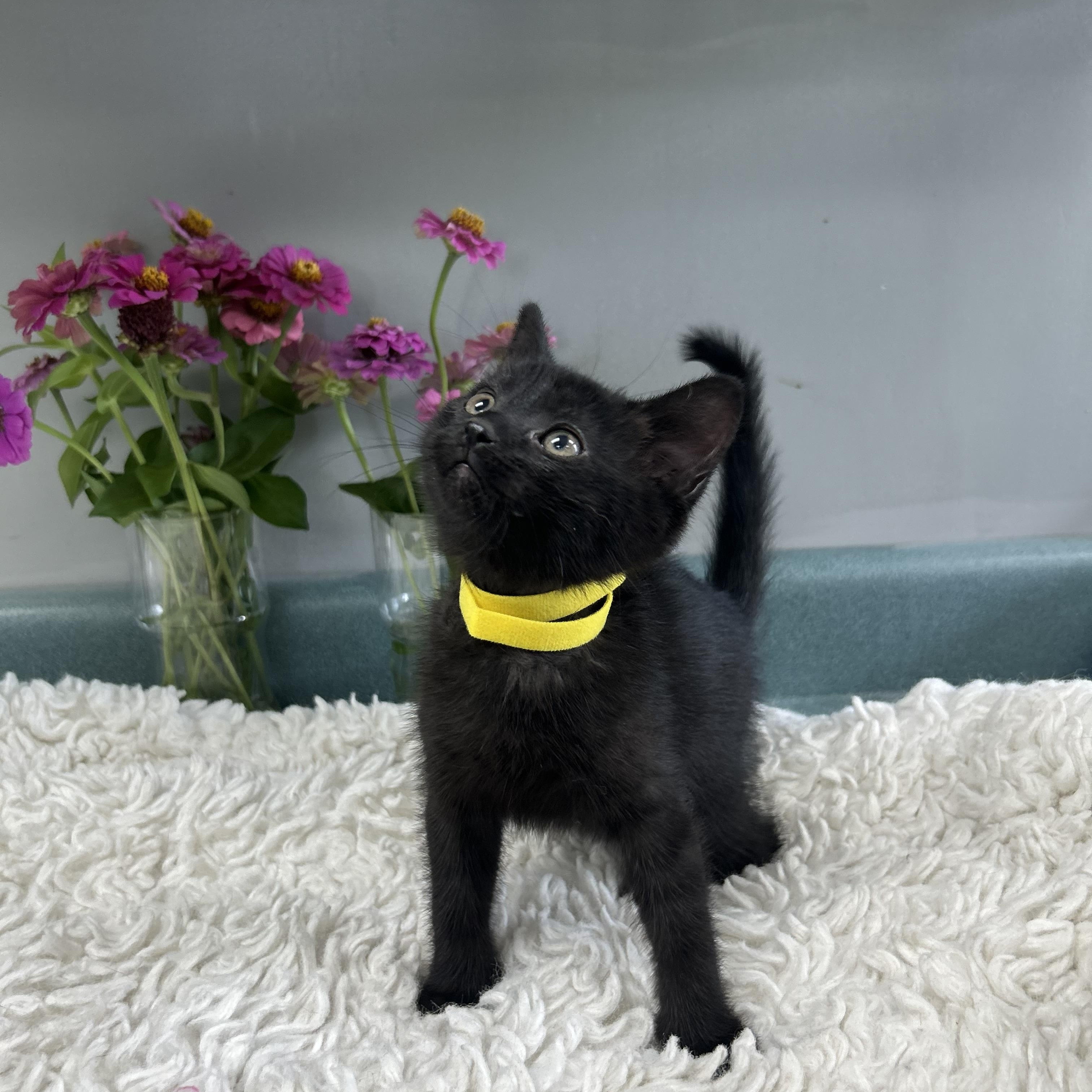Buttons, ADOPTABLE, Kitten Female Domestic Short Hair.