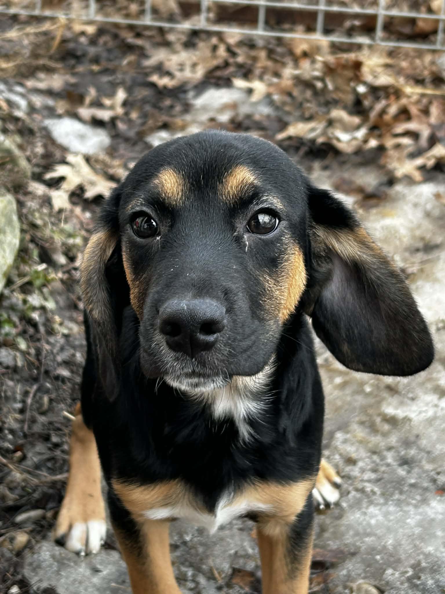 Woody, ADOPTABLE, Puppy Male Beagle.