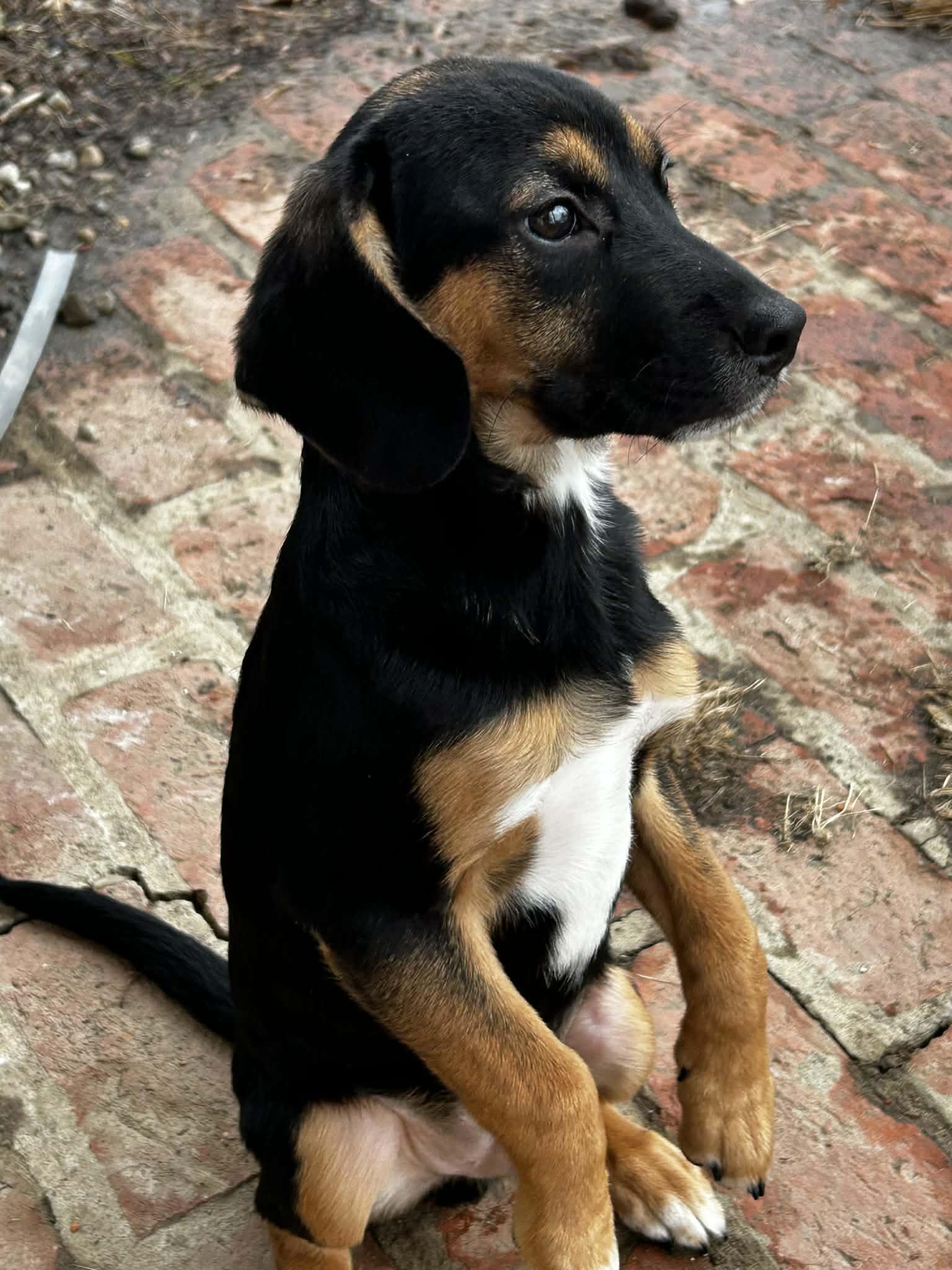 Enlarge Woody, a ADOPTABLE mixed breed in Brunswick, OH image 3/4