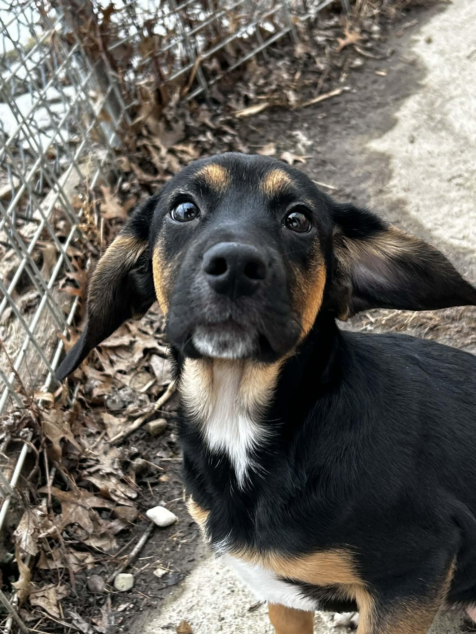 Enlarge Woody, a ADOPTABLE mixed breed in Brunswick, OH image 4/4