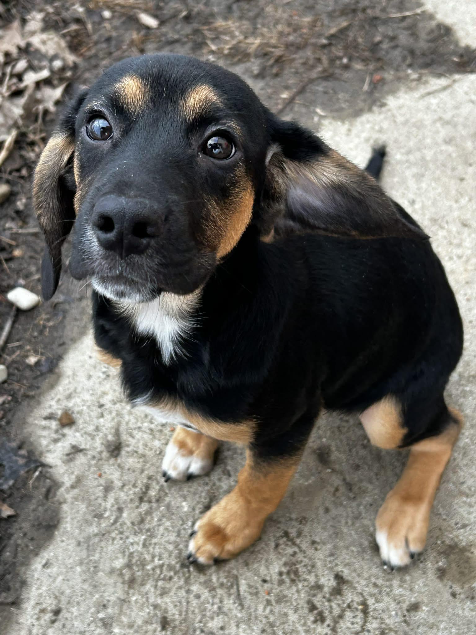 Enlarge Woody, a ADOPTABLE mixed breed in Brunswick, OH image 2/4