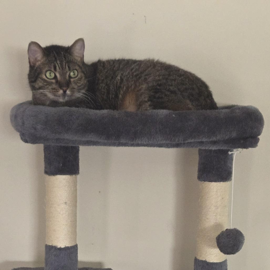 Dumpling C67468, a Adoptable Domestic Short Hair in Minnetonka, MN image 1/5