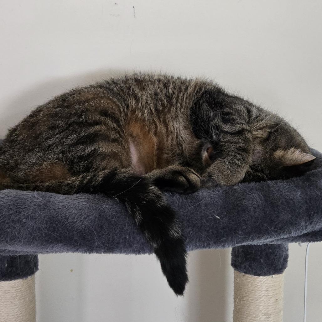 Dumpling C67468, a Adoptable Domestic Short Hair in Minnetonka, MN image 3/5