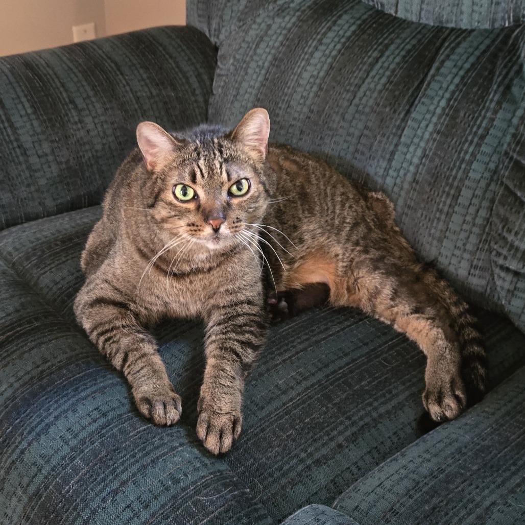 Dumpling C67468, a Adoptable Domestic Short Hair in Minnetonka, MN image 4/5