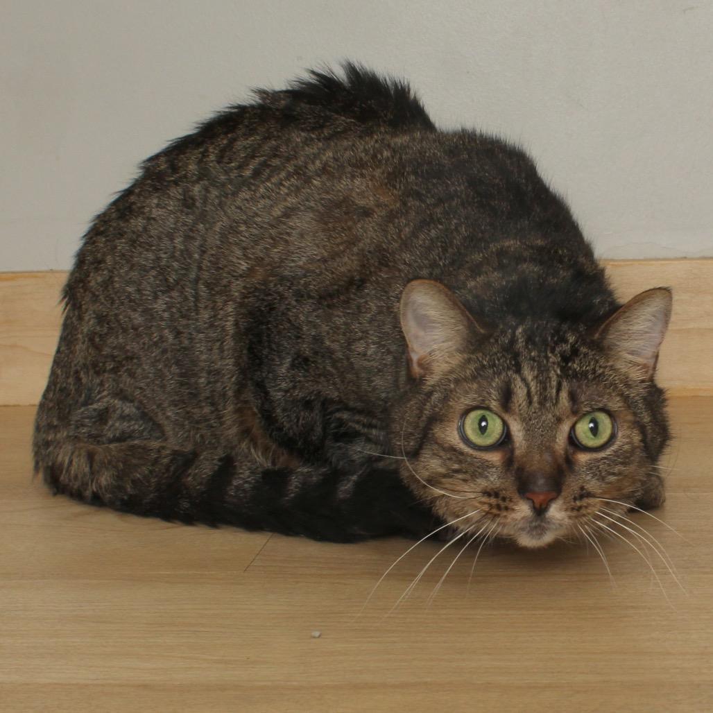 Dumpling C67468, a Adoptable Domestic Short Hair in Minnetonka, MN image 5/5