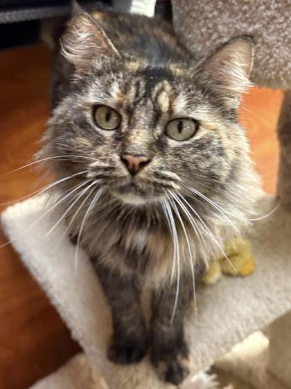 Taylor, Adoptable, Young Female Domestic Long Hair & Domestic Short Hair.