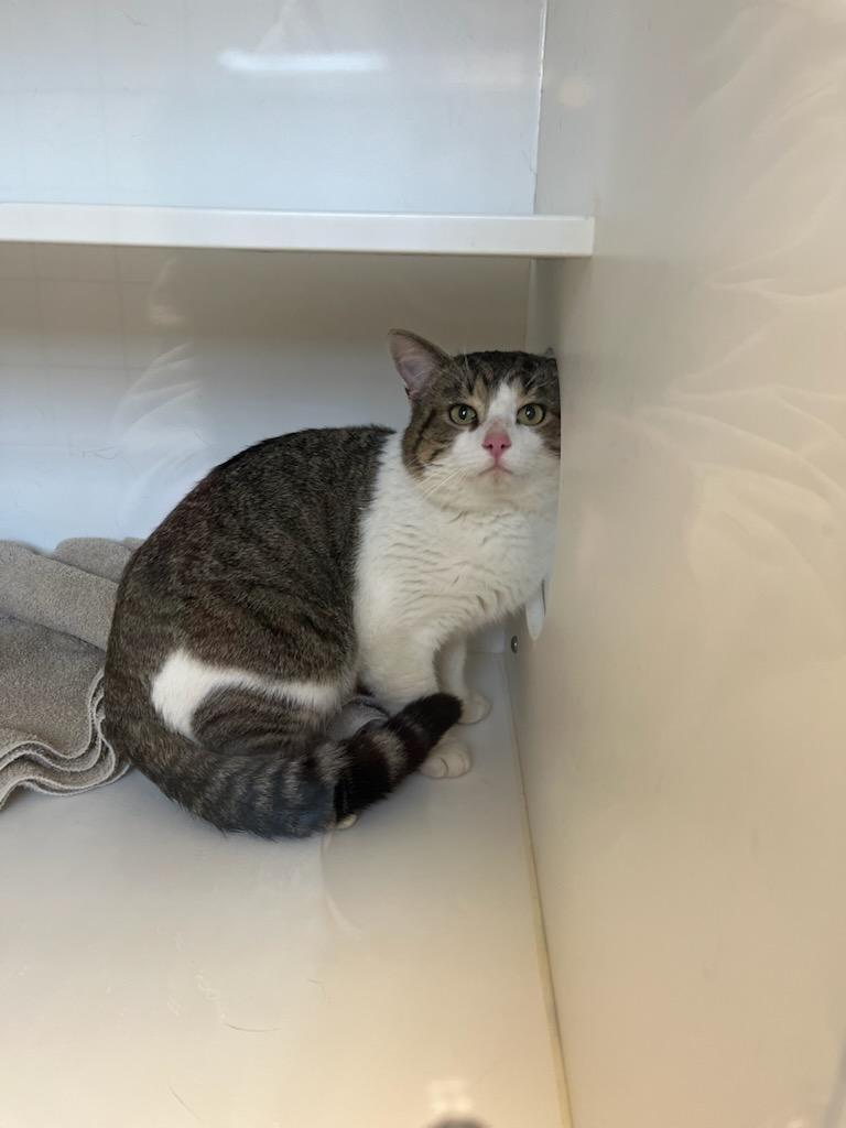 Enlarge Prince Charming, a Adoptable mixed breed in Greenfield, IN image 1/1