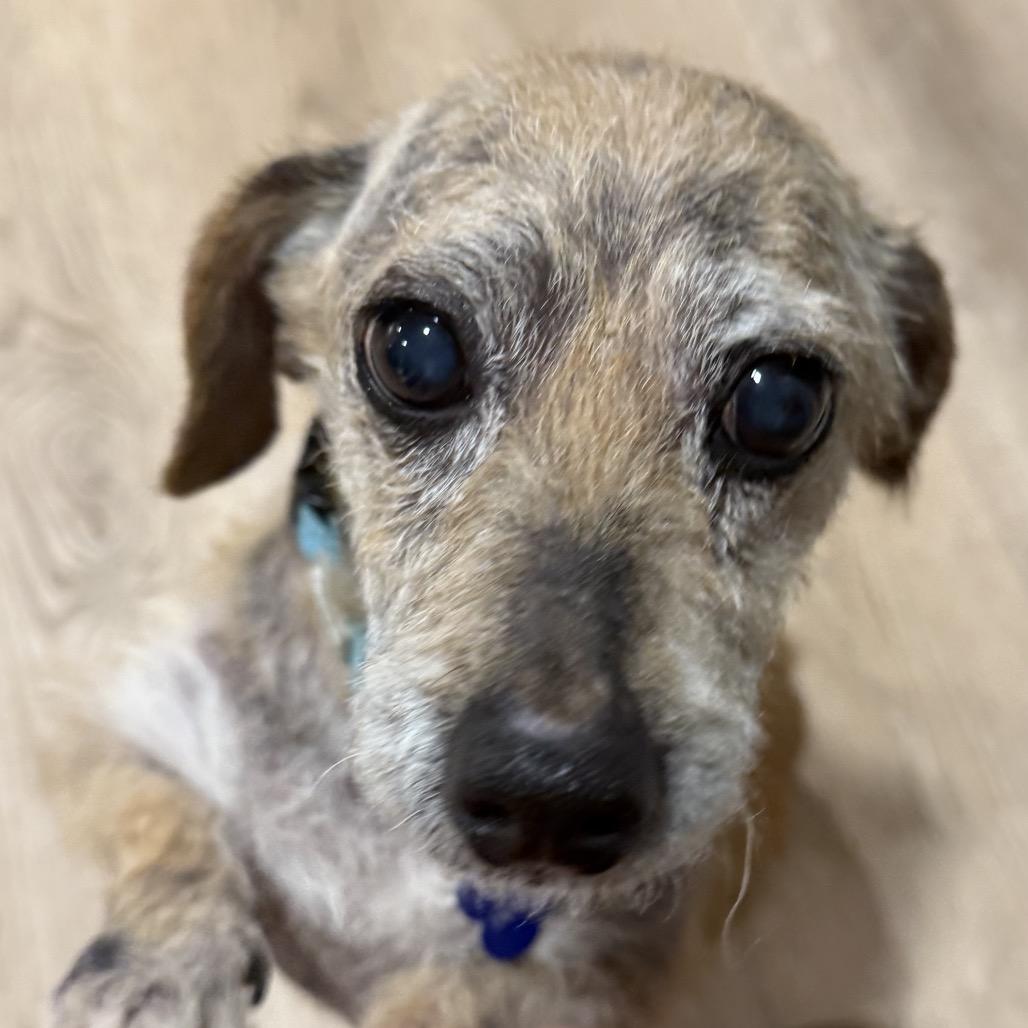 Margie, Adoptable, Senior Female Dachshund.