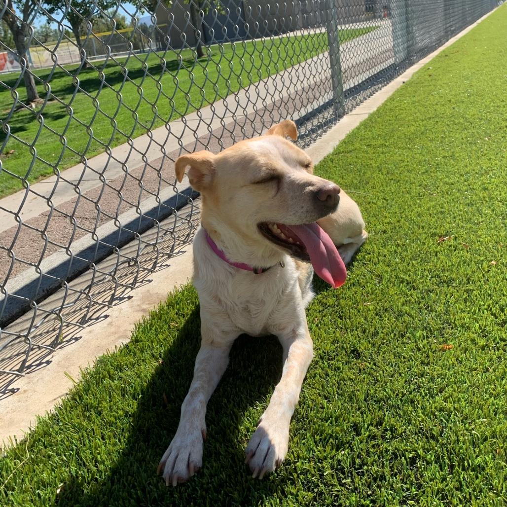 Enlarge Ivory, a Adoptable Mixed Breed in Corvallis, OR image 1/5