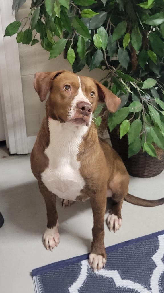 Turtle, a Adoptable mixed breed in Metter, GA image 1/2