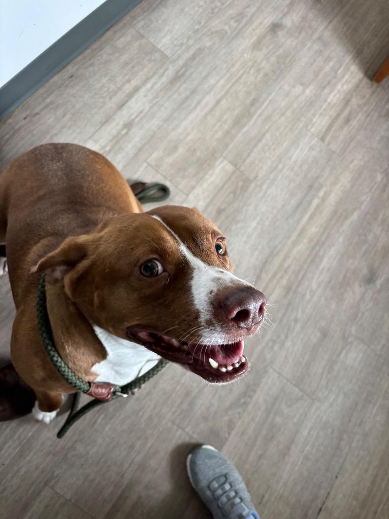 Turtle, a Adoptable mixed breed in Metter, GA image 2/2