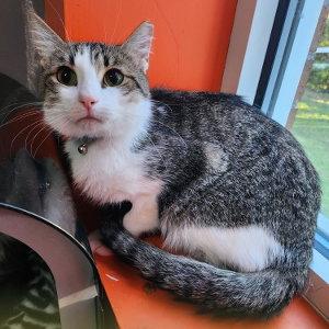 Buddy, Adoptable, Young Male Domestic Medium Hair.
