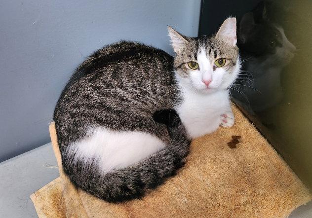 Buddy, a Adoptable Domestic Medium Hair in Hampstead, NC image 2/3