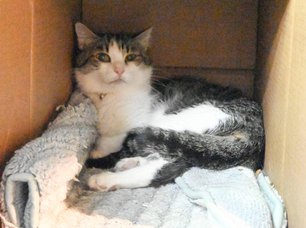 Buddy, a Adoptable Domestic Medium Hair in Hampstead, NC image 3/3