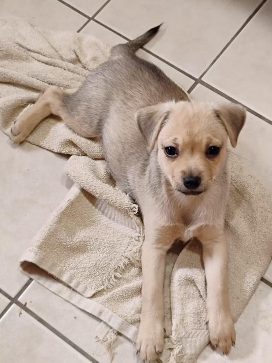 Basil