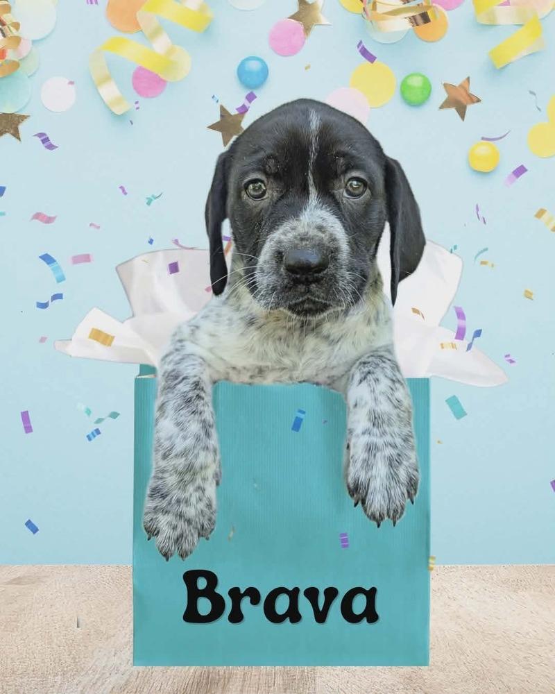 Brava, Adoptable, Puppy Female German Shorthaired Pointer & Labrador Retriever.