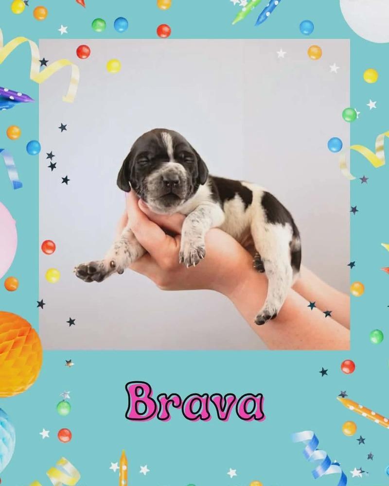 Enlarge Brava, a Adoptable mixed breed in Fort Mill, SC image 1/1