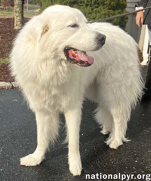 Bear in MA - Gentle Giant Who Adores His People!