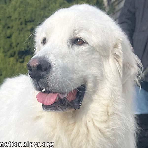 Bear in MA - Gentle Giant Who Adores His People!