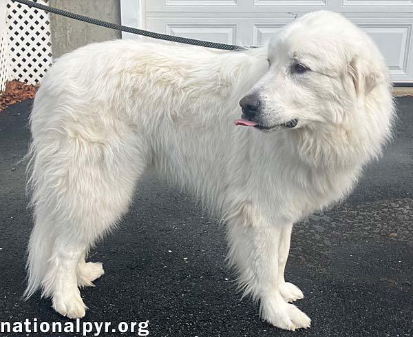 Bear in MA - Gentle Giant Who Adores His People!