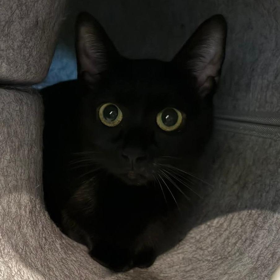 Iris, Adoptable, Adult Female Domestic Short Hair.
