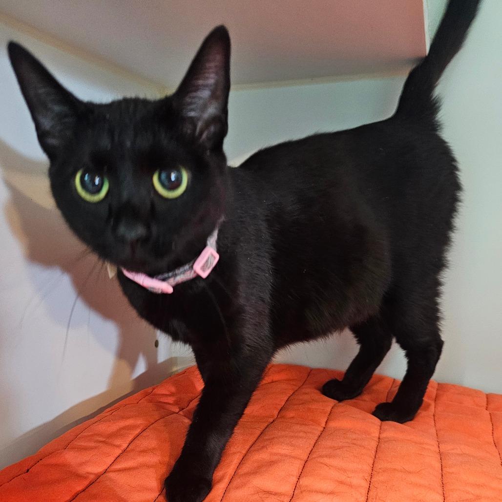 Iris, a Adoptable Domestic Short Hair in Jefferson city, TN image 2/2