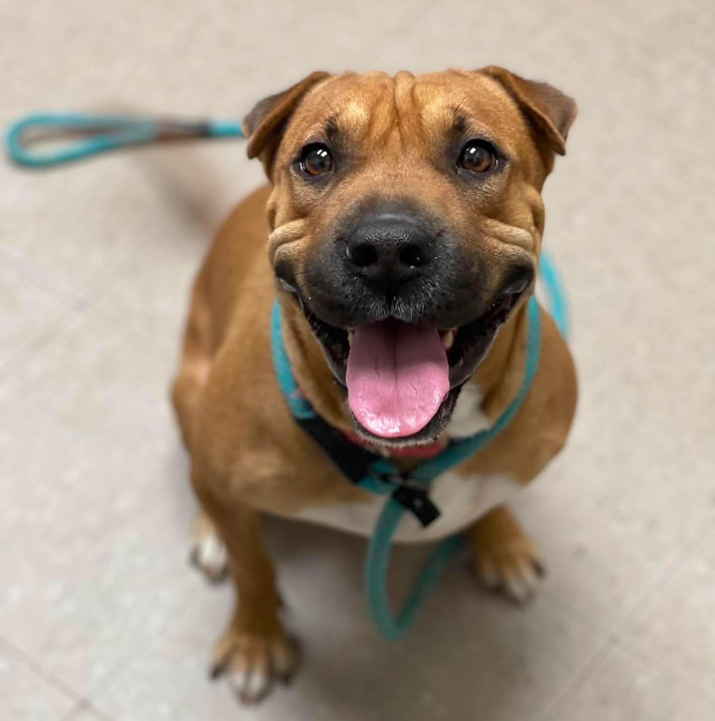 Poppy, an adopted mixed breed in Salem, NH image 1/5