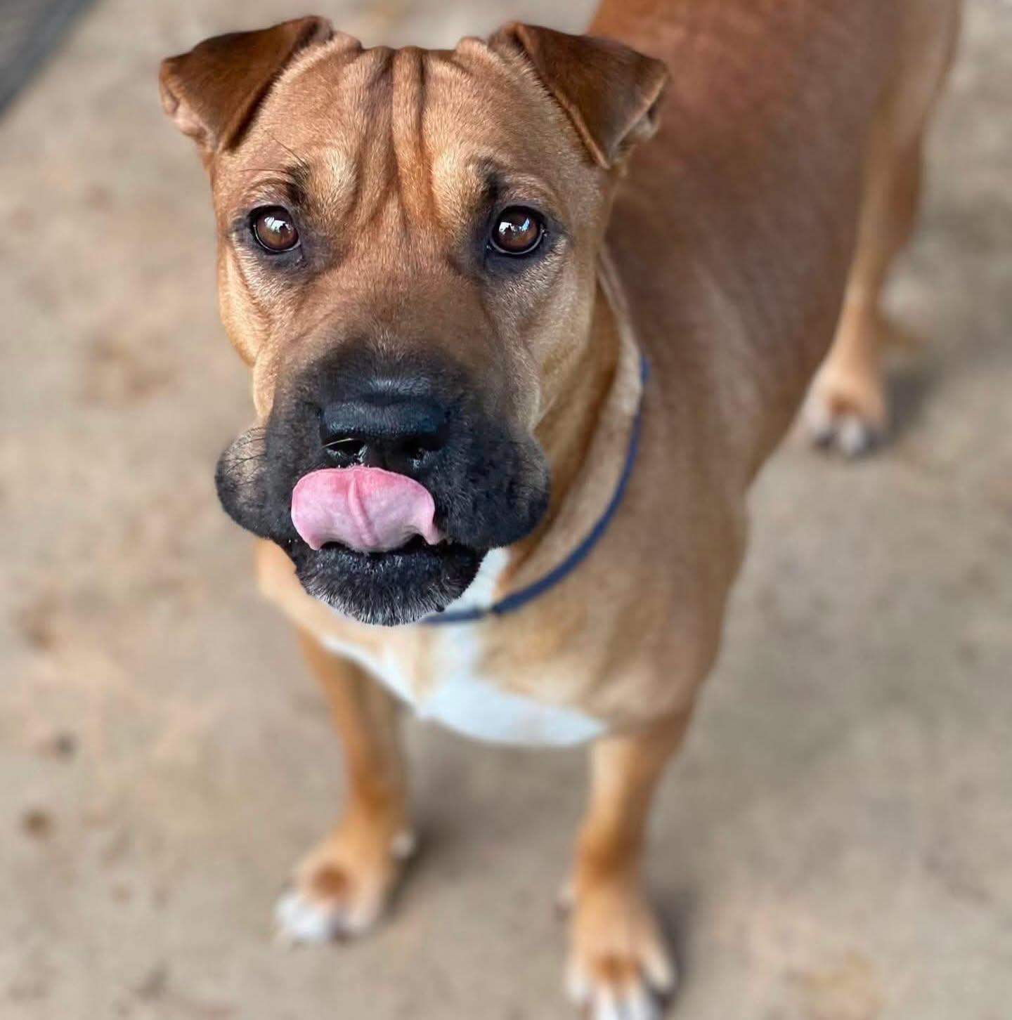 Poppy, an adopted mixed breed in Salem, NH image 4/5