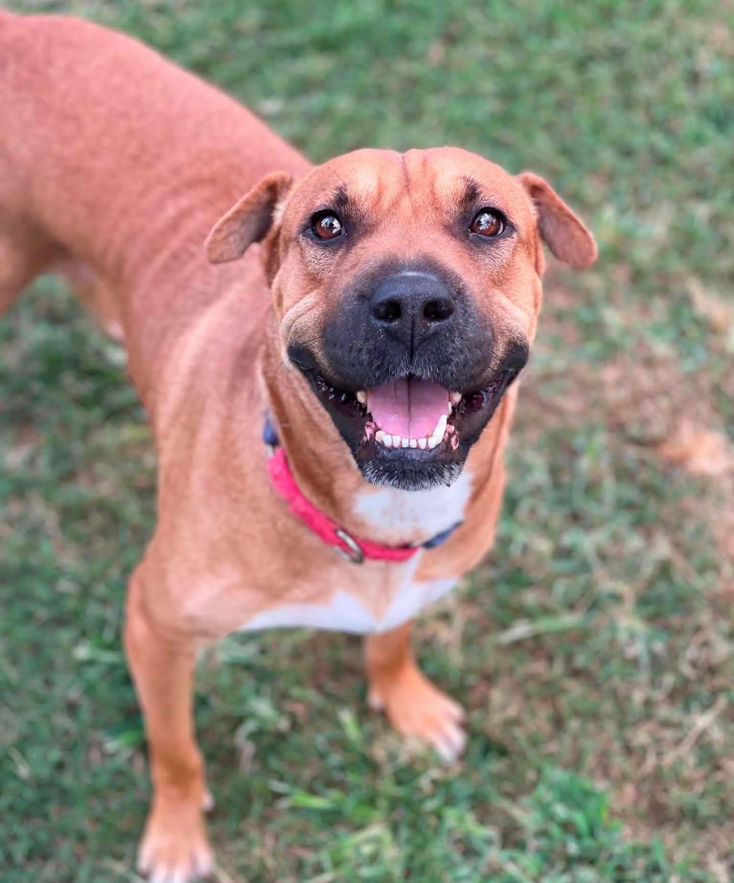 Poppy, an adopted mixed breed in Salem, NH image 2/5