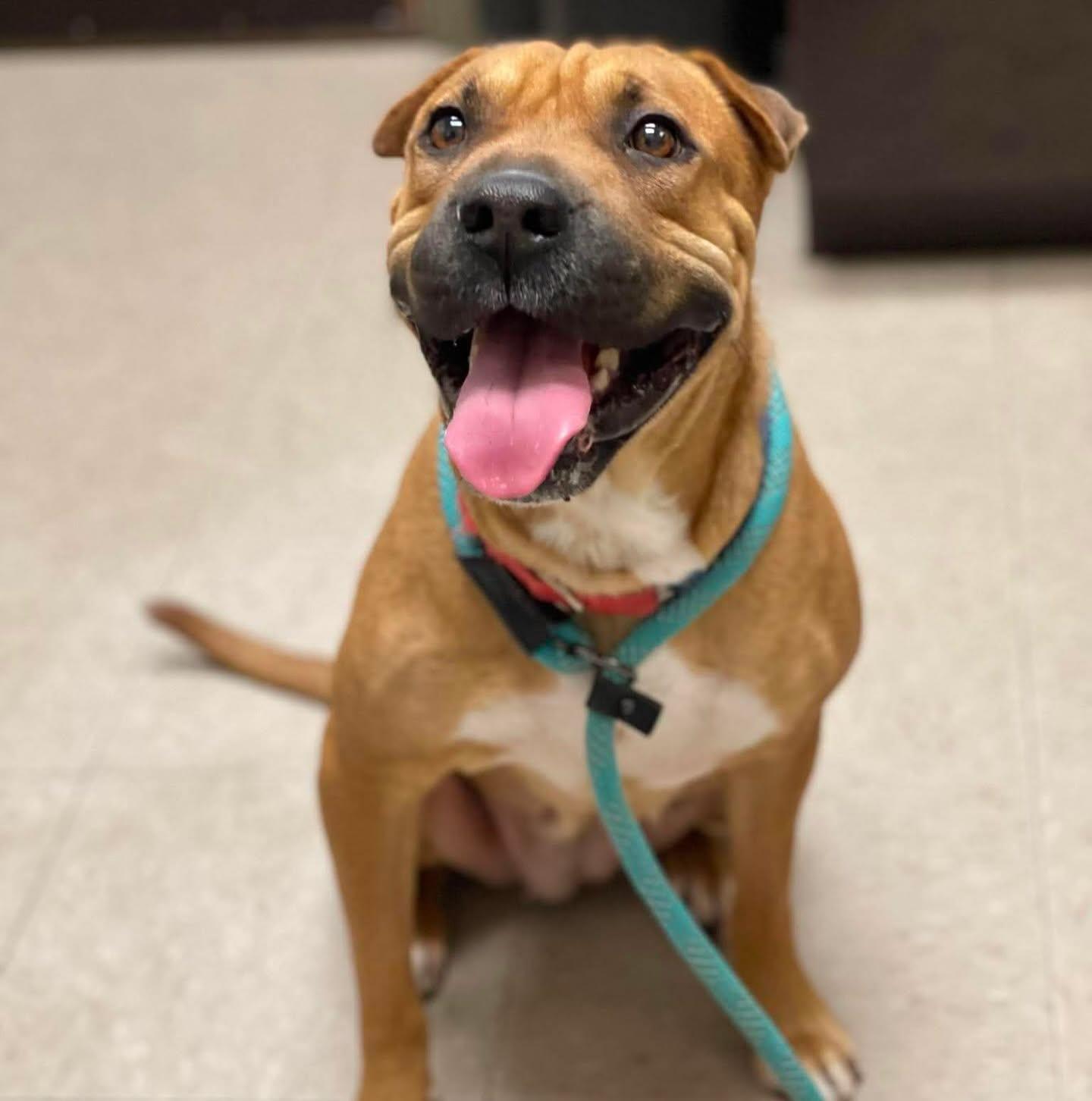 Poppy, an adopted mixed breed in Salem, NH image 3/5