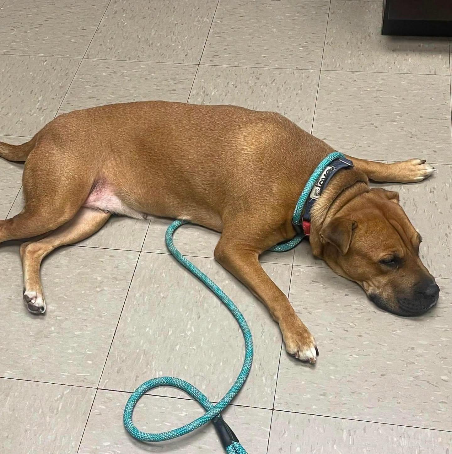 Poppy, an adopted mixed breed in Salem, NH image 5/5