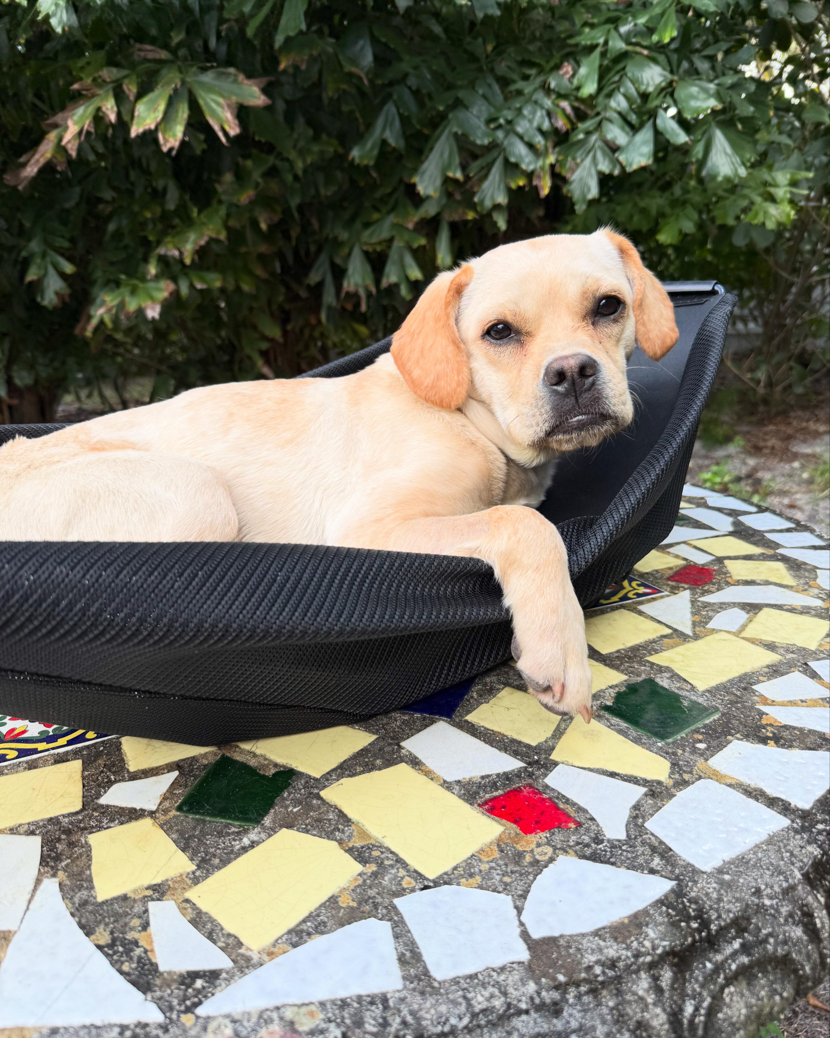 Enlarge Lucy, a Adoptable mixed breed in Miami, FL image 1/1
