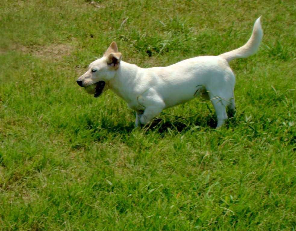Enlarge Strawberry Shortcake, an adopted mixed breed in Graham, TX image 3/4