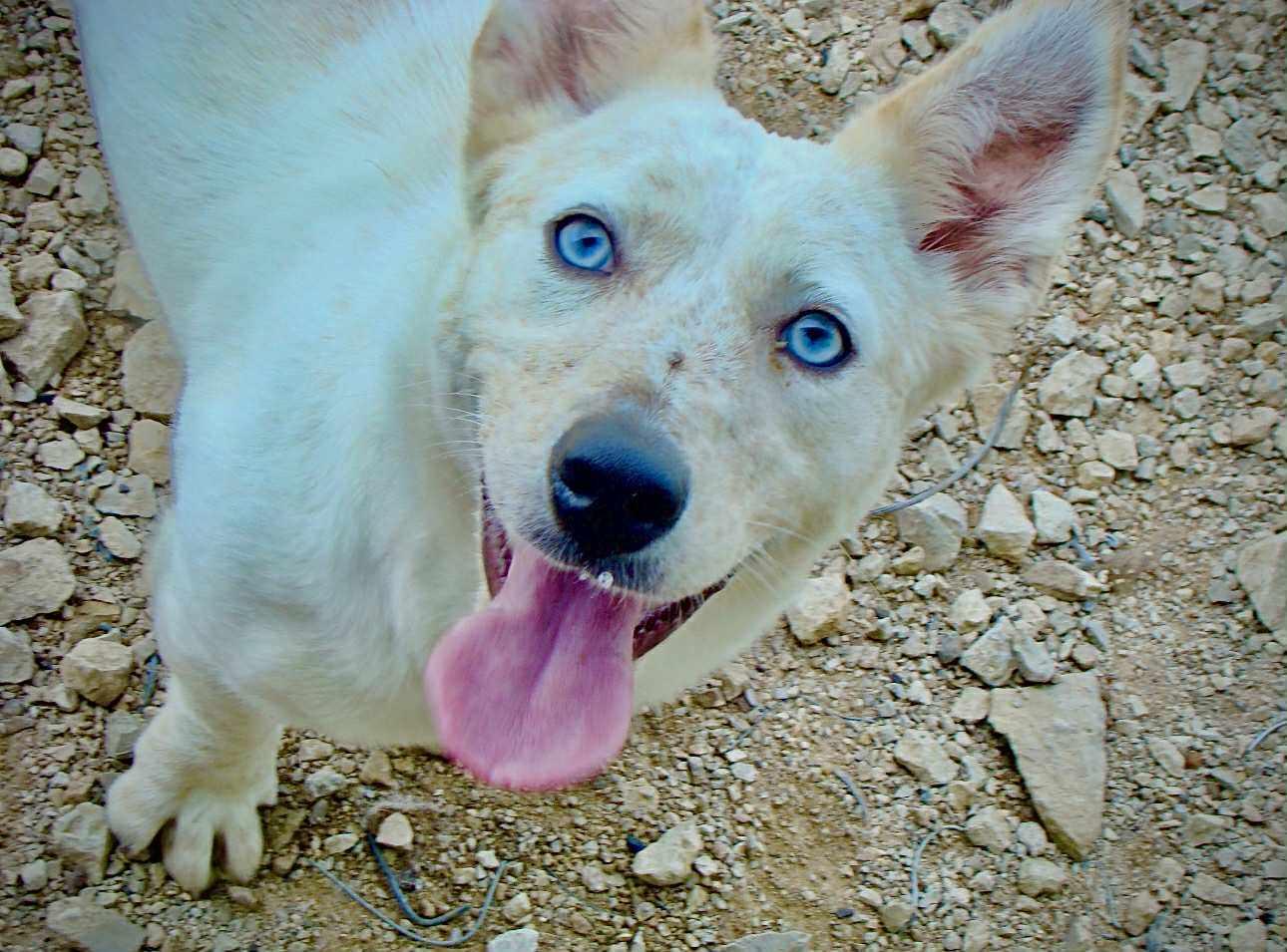 Enlarge Strawberry Shortcake, an adopted mixed breed in Graham, TX image 1/4