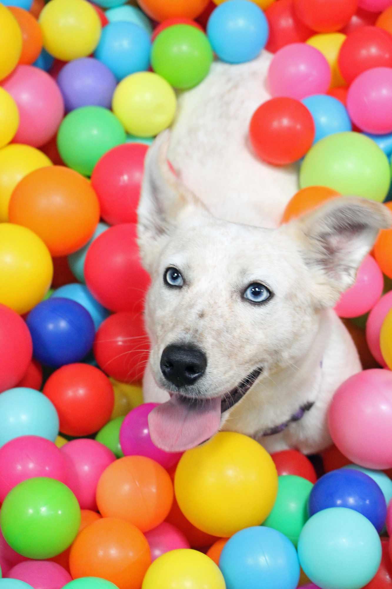 Enlarge Strawberry Shortcake, an adopted mixed breed in Graham, TX image 4/4