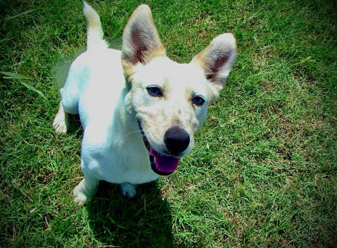 Strawberry Shortcake, adopted, Young Female Corgi.