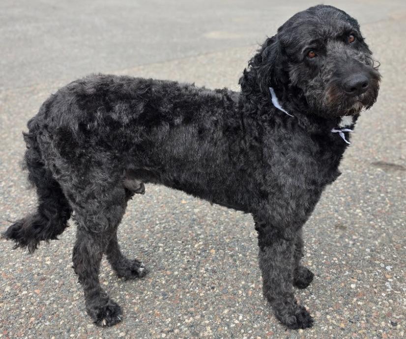 Turbo, adopted, Adult Male Goldendoodle.