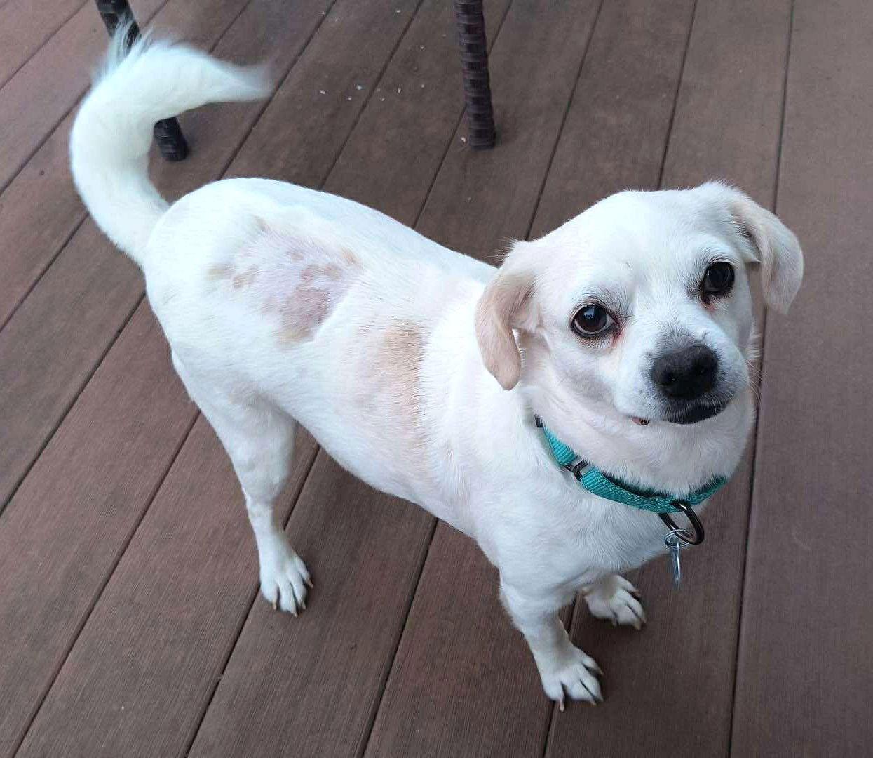 Carolyn's Dixi TX, Adoptable, Adult Female Terrier & Pug.
