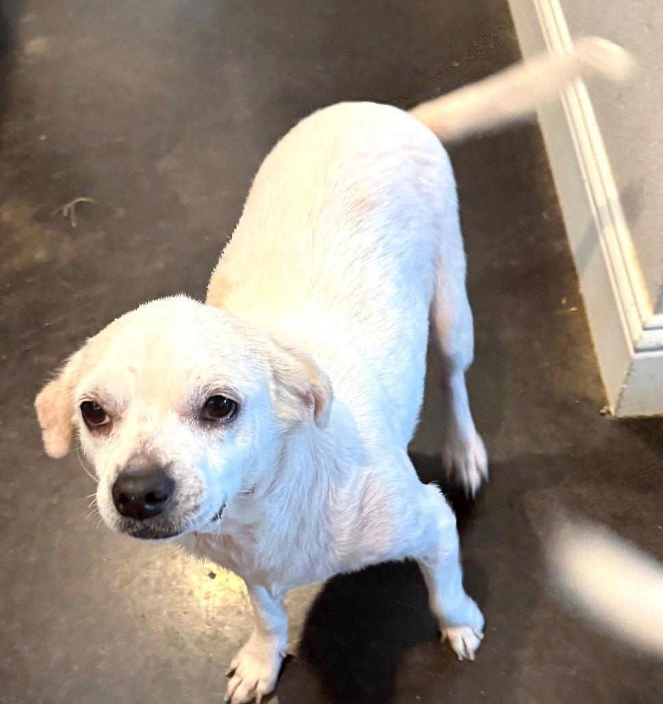 Carolyn's Dixi TX, a Adoptable mixed breed in Boonton, NJ image 2/3