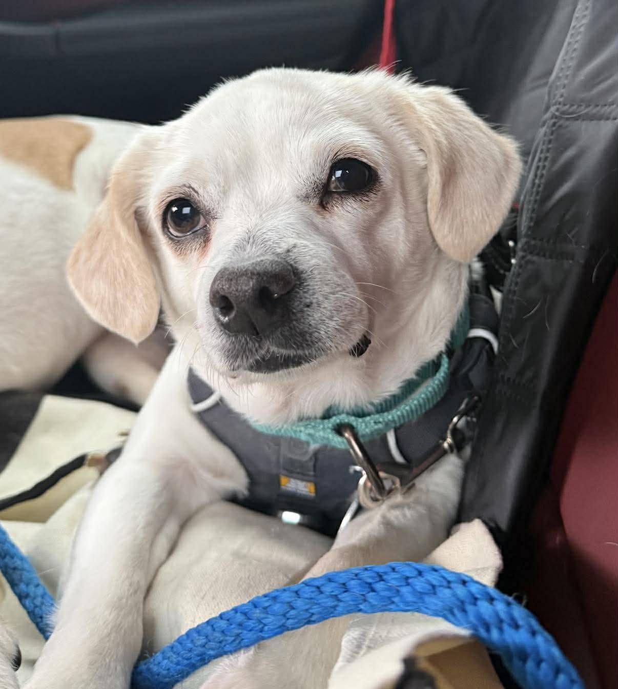 Enlarge Carolyn's Dixi TX, a Adopted mixed breed in Boonton, NJ image 2/3