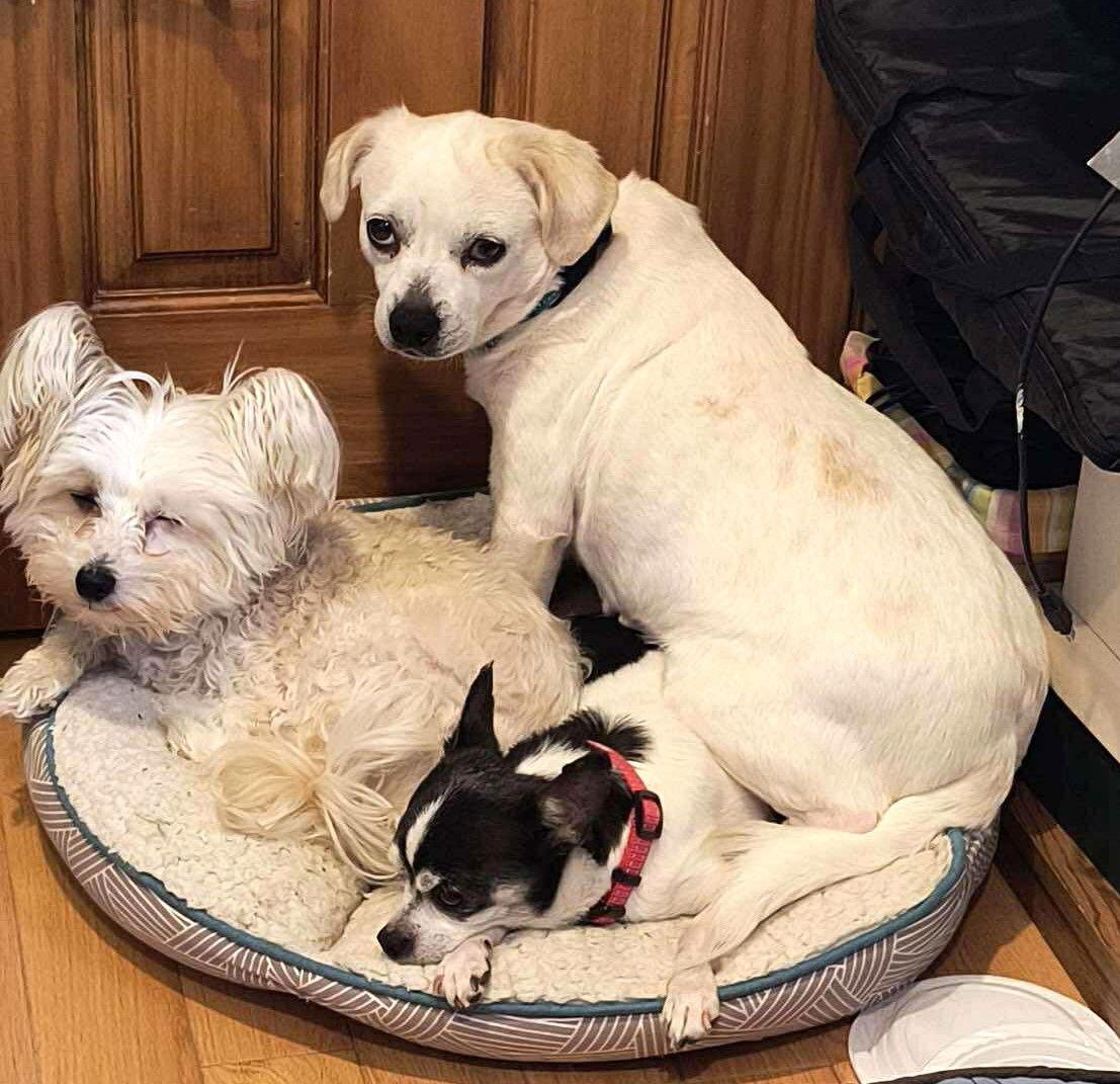 Carolyn's Dixi TX, a Adoptable mixed breed in Boonton, NJ image 3/3